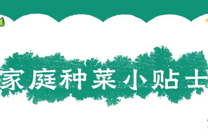 家庭种菜小贴士