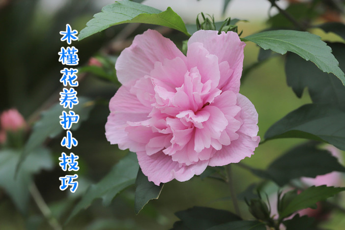 园艺天地：木槿花养护小技巧