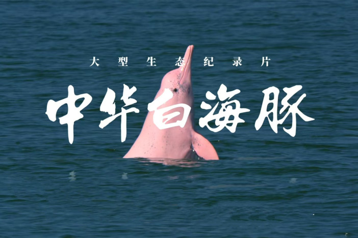 中华白海豚