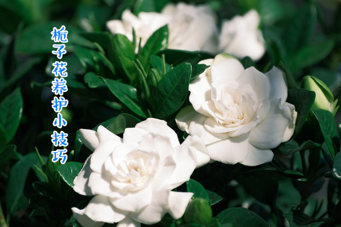 园艺天地：栀子花养护小技巧