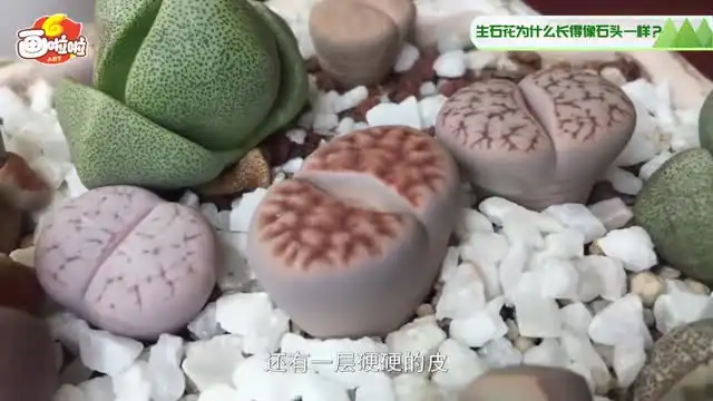 小灯塔奇趣生物大百科：10节课探索